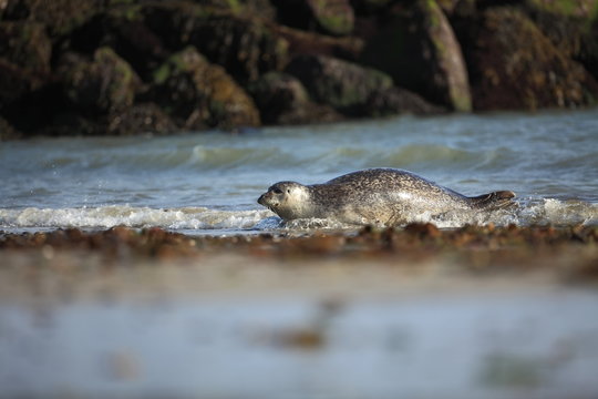 Phocidae. Beautiful wild nature of the North Sea. Germany. Seal on the beach. Nature of Europe.