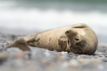 Fototapeta premium Phocidae. Beautiful wild nature of the North Sea. Germany. Seal on the beach. Nature of Europe.
