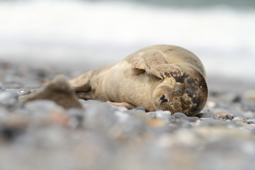 Fototapeta premium Phocidae. Beautiful wild nature of the North Sea. Germany. Seal on the beach. Nature of Europe.