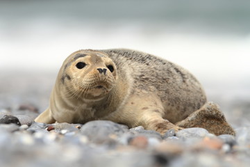 Obraz premium Phocidae. Beautiful wild nature of the North Sea. Germany. Seal on the beach. Nature of Europe.