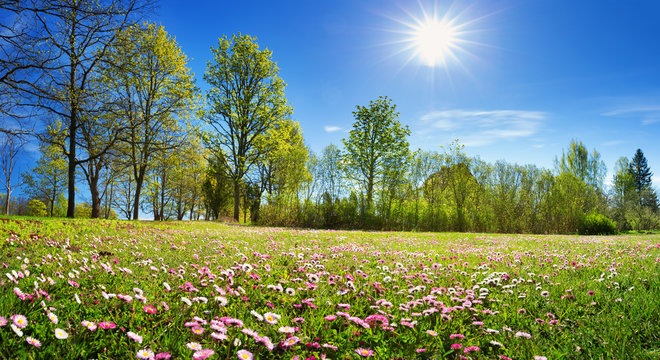 Meadow with lots of white and pink spring daisy flowers in sunny day