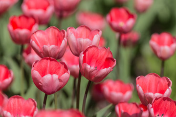 tulips in a spring