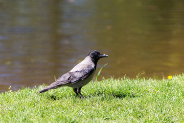 crow in spring