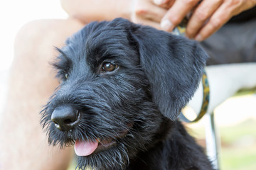 Closeup view of the head of the cute puppy of Giant Black Schnauzer dog.