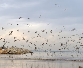 Seagulls, pigeons and egretts flying around a small estuary in Beirut suburb where they gather during migration