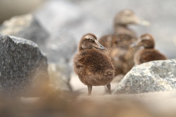 Somateria mollissima. Beautiful wild nature of the North Sea. Germany. Bird on the beach. Seashore. Wild nature. Beautiful picture.