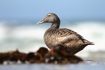 Somateria mollissima. Beautiful wild nature of the North Sea. Germany. Bird on the beach. Seashore. Wild nature. Beautiful picture.