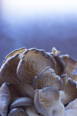 Austernpilz auf hellem Hintergrund