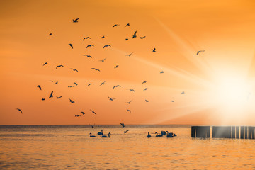 birds silhouettes flying above the lake against sunset