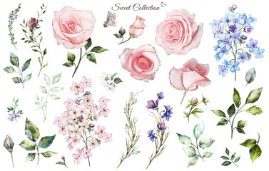 Set watercolor elements of rose, collection garden and wild flowers, leaves, branches, illustration isolated on white background, eucalyptus, bud