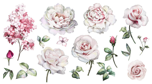 Set watercolor elements of roses, peonies collection garden pink flowers, leaves, branches, Botanic  illustration isolated on white background.  bud of roses