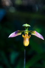 Beautiful Paphiopedilum Callosum orchid flower or lady slipper orchid at tropical flower