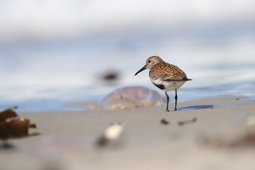 Calidris alba. The wild nature of the North Sea. Bird on beach by the sea. The beautiful nature of Europe. A beautiful picture of nature. Sea. Water.