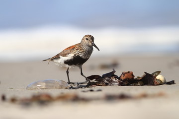 Calidris alba. The wild nature of the North Sea. Bird on beach by the sea. The beautiful nature of Europe. A beautiful picture of nature. Sea. Water.