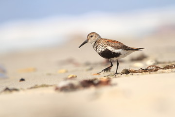 Calidris alba. The wild nature of the North Sea. Bird on beach by the sea. The beautiful nature of Europe. A beautiful picture of nature. Sea. Water.