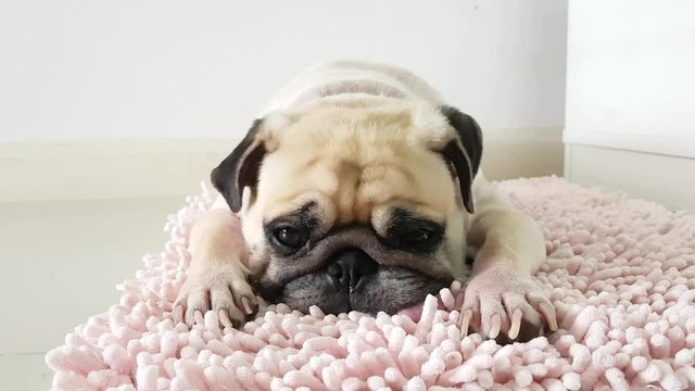 Close-up face of Cute pug puppy dog sleeping by chin and tongue lay down on mat floor