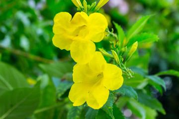 Tecoma stans or Yellow Trumpetbush flower