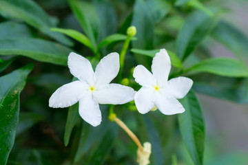 Obraz na płótnie Canvas White Sampaguita Jasmine or Arabian Jasmine in garden