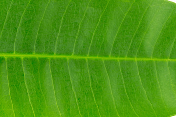 leaves. leaf. texture. background