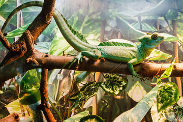 lizard