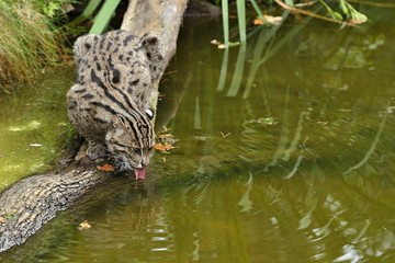 Beautiful and elusive fishing cat in the nature habitat near water. Endangered species of cats living in captivity. Kind of small cats. Prionailurus viverrinus.