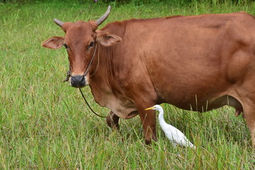 Brown cow and white bird egret 
