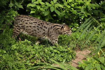 Beautiful and elusive fishing cat in the nature habitat near water. Endangered species of cats living in captivity. Kind of small cats. Prionailurus viverrinus.