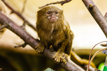 pygmy marmoset