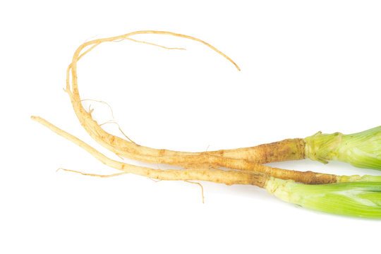 Dill with Roots Isolated on White Background. closeup roots