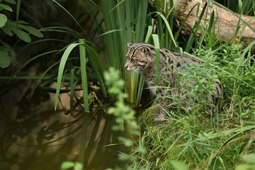 Beautiful and elusive fishing cat in the nature habitat near water. Endangered species of cats living in captivity. Kind of small cats. Prionailurus viverrinus.