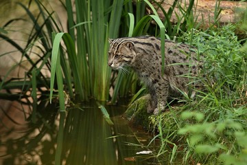 Beautiful and elusive fishing cat in the nature habitat near water. Endangered species of cats living in captivity. Kind of small cats. Prionailurus viverrinus.