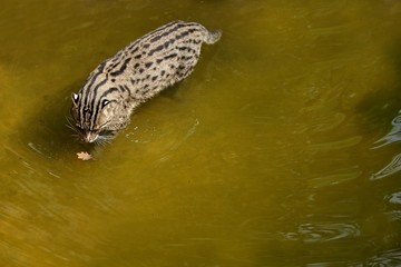Beautiful and elusive fishing cat in the nature habitat near water. Endangered species of cats living in captivity. Kind of small cats. Prionailurus viverrinus.