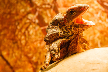 lizard
