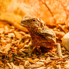 lizard