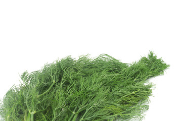 Dill with Roots Isolated on White Background