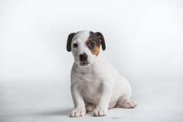 Cute Jack Russell puppy isolated on a white background.