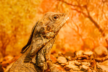 lizard