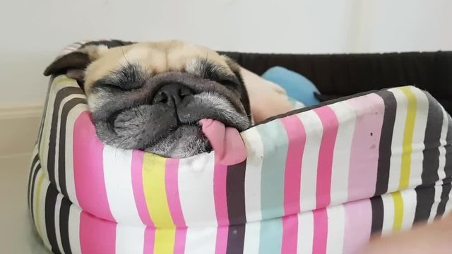 Close-up face of Cute funny pug puppy dog sleeping by chin lay down and tongue sticking out on bed.