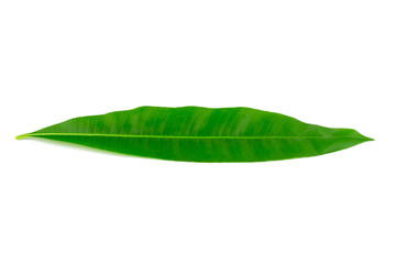 Fototapeta na wymiar A beautiful lush green leaf. Isolated on white background