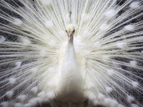 White Peacock 