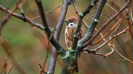 Passer montanus, mazurek