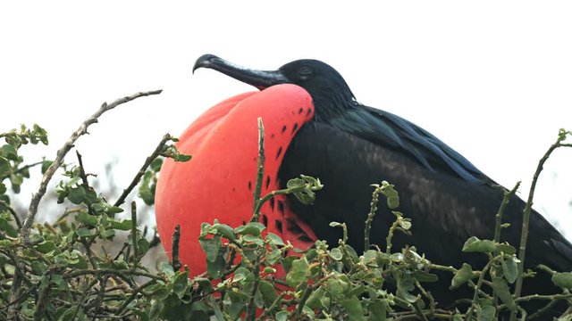 male frigatebird with inflated throat sac against a white background in the galalagos islands