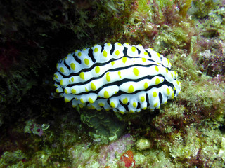 wunderschöne schwarz, weiß, gelbe Meeresschnecke