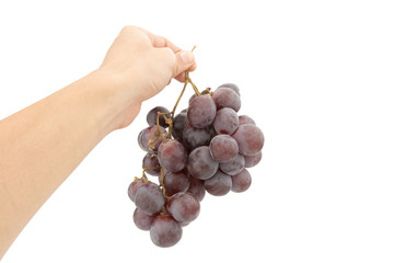 red ripe grapes on hand. Isolated on a white background