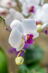 Fototapeta na wymiar white and purple Phalaenopsis Orchid flower on branch
