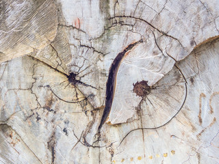 Abstract cracked or bark wooden texture and background.