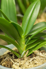 closeup of orchid plant in a pot