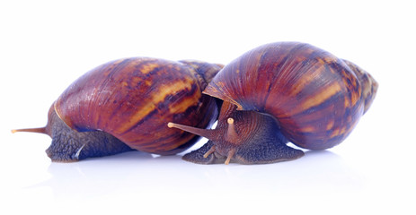 giant snails on white background