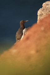 Uria aalge. The wild nature of the North Sea. A bird on a rock over the sea. The beautiful nature of northern Europe. Nice shot. Red color in photo.