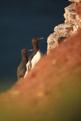 Uria aalge. The wild nature of the North Sea. A bird on a rock over the sea. The beautiful nature of northern Europe. Nice shot. Red color in photo.